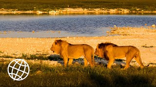 Etosha National Park Namibia Amazing Places 4K [upl. by Wassyngton970]