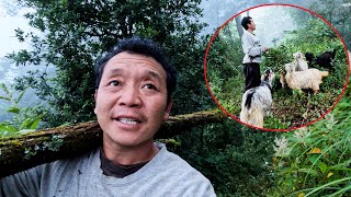 herding goats in the jungle  Bhumi village vlogs bhumicooking [upl. by Aniger]