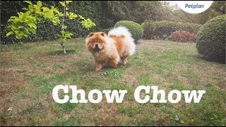 Chow Chow Puppies amp Dogs  Breed Facts amp Information  Petplan [upl. by Zampardi]