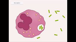 quotLa phagocytose  comment nos cellules détruisent les agents pathogènes responsables des infectionsquot [upl. by Olivia309]