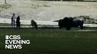 Bison attacks family in Yellowstone National Park [upl. by Starla]