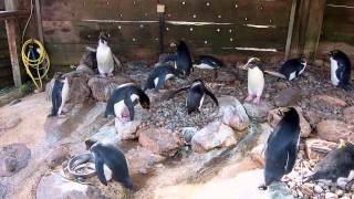 Noisy Macaroni penguins [upl. by Adnohsat]