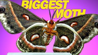 Cecropia Moth  9 Moths in Slow Motion [upl. by Delainey]