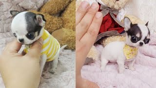 Cutest Teacup Puppies Video Compilation  Funny and Cute Dog 5 [upl. by Nilra]