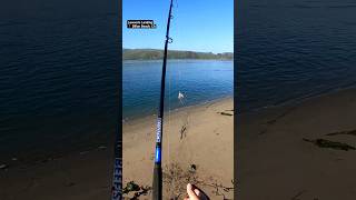 Casting a crab snare fishing crabbing crabfishing california beachfishing fishingvideo fun [upl. by Eem]