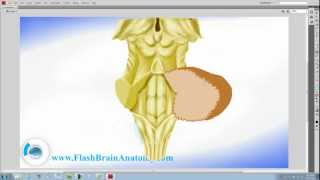 Brainstem And Cerebellum Anatomy [upl. by Eannej356]