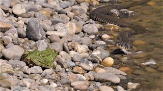 Very large grass snake meets large frog  Sehr grosse Ringelnatter trifft auf grossen Frosch [upl. by Leiser]