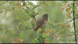 Getting to grips with warblers 3  Reed Warbler Vs Sedge Warbler [upl. by Rather]