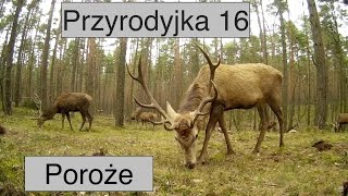 Przyrodyjka 16 Poroże [upl. by Hadsall]