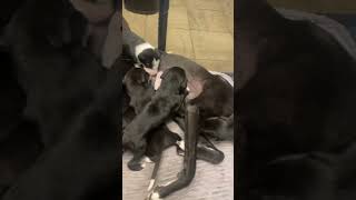 Lurcher puppy’s [upl. by Lanford]