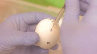 How we grow flu inside an egg [upl. by Aceber]