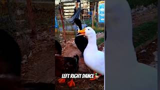 Left Right Dance 🦆 ft the Quackies [upl. by Nelyk968]