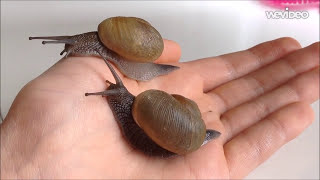 11 cool facts about land snails [upl. by Edda570]