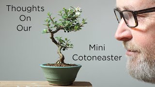 Bonsaify  Tips for Mame Cotoneaster Bonsai in Spring [upl. by Tempa356]