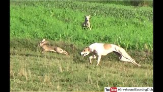 new season open coursing with working dogs  greyhound vs hare [upl. by Elik763]