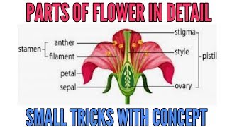 Parts of flower Calyx corolla androecium and gynoecium with simple tricks [upl. by Kinnie]