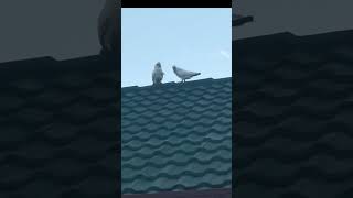 Wild little corella cockatoo circling and waving nature birds [upl. by Hylan]