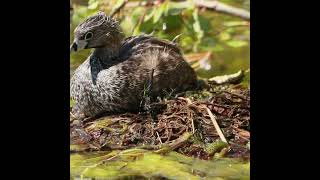 Piedbilled grebe mom hides eggs when leaves the nest [upl. by Herman896]