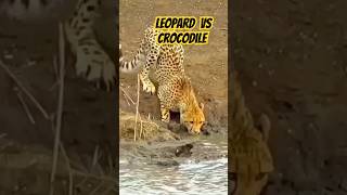 Crocodile attacks Leopard 🐆shorts short shortsvideo shortsfeed youtubeshorts viralvideo viral [upl. by Corinna]