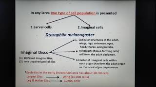 Differentiation of imaginal discs [upl. by Grayson]