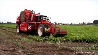 Dewulf R3000 Mega aardappelen rooien 2013  De Cuyper uit Waregem [upl. by Atilal68]