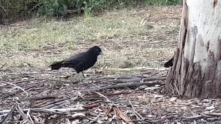 Vocal white winged chough brigade [upl. by Navy]