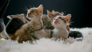 Adorable Newborn Kitten Meowing Baby Cats Calling for Mom [upl. by Ellebyam688]