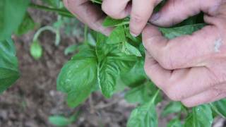 How to Harvest Basil [upl. by Thais519]