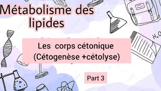 métabolisme des lipides corps cétonique Cétogenèse cétolyse [upl. by Gennifer]