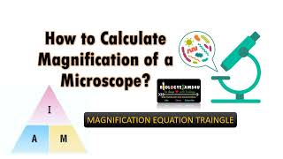 How to calculate Magnification of Microscope using Magnification Equation Triangle [upl. by Gnep755]