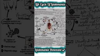 🔥Life Cycle of Leishmania✅ Donovani🎯📚 PARASITOLOGY📚ignou science msczoology msc biology bio [upl. by Gardas]