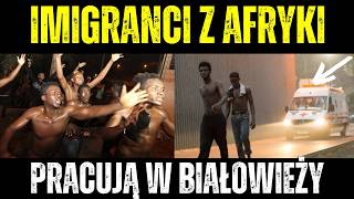 UKRAINIEC Poszukiwany W Sprawie Gazociągu Nord Stream  Imigranci Z Afryki Pracują W Białowieży [upl. by Sholley]