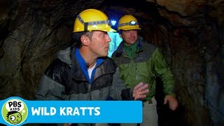 WILD KRATTS  To the Bat Cave  PBS KIDS [upl. by Gelman755]