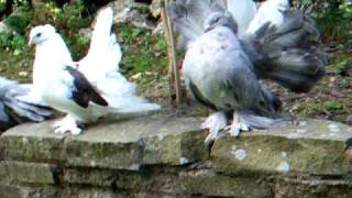 Indian Fantail pigeons [upl. by Ssirk321]