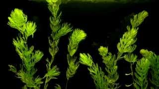 Coontail Ceratophyllum demersum Aquatic Plant Growth Time Lapse  Hornwort [upl. by Oleg]