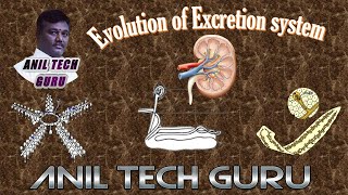 Evolution of Excretory organs  Different Excretory organs in Animals [upl. by Biebel]