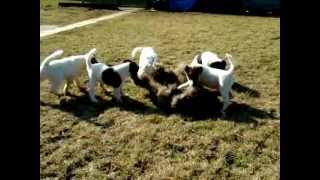 Hunting training puppy 8 weeks Fox Terrier Smooth [upl. by Ayimat]