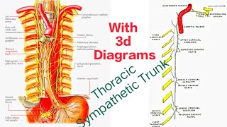 Thoracic Sympathetic Trunk  CourseRelations and Branches Simplified ☑️ Medical Medics [upl. by Elinad]