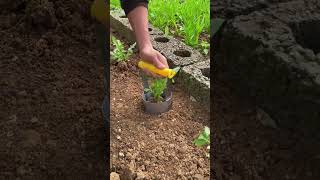 Vegetable seedling transplantation tool [upl. by Elephus]