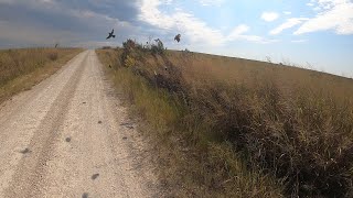 Bobwhite Quail wAmputee Cyclist Aaron Smith while Cycling Gainesville TX Countryside 1092024 [upl. by Joli726]