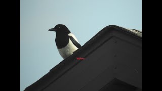 Magpies three birds on the rooftop [upl. by Arriat]