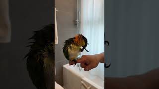 Stunning Black Headed Caique Parrot birds bird caiqueparrot parrot parrots birdslover [upl. by Hpseoj603]