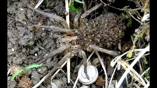 Wolf spider Araignée loup lycosidae France [upl. by Obellia]