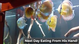 Acclimating wild discus in 180 Gallon at wattley discus [upl. by Isma]