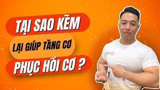 Kẽm Zinc Có Ảnh Hưởng Gì Đến Tăng Cơ Tăng Sức Bền Phục Hồi Cơ Bắp [upl. by Ralf988]