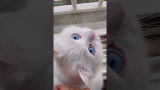 Meow bella chiao  blue eyes blueeyes youtubeshorts shortsfeed pets foryou [upl. by Letnuhs]