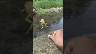 Cute frog jumps into the river to escape frog hunters 🐸 funny funnyvideo shortvideo [upl. by Eey497]