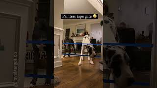 dog gate or just painters tape ❗❓ [upl. by Anicart]