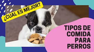 Pienso vs Comida Húmeda Elige la mejor comida para tu Perro [upl. by Aittam]