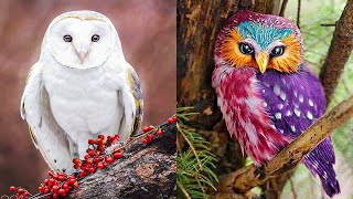 TOP 15 BEAUTIFUL Owl Species [upl. by Enelegna]